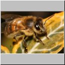 Apis mellifera - Honigbiene 10.jpg